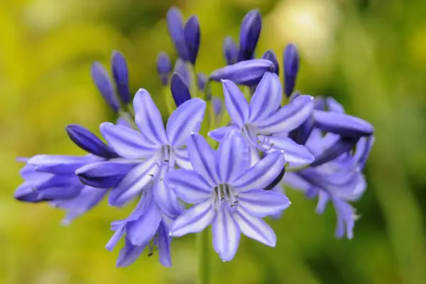Agapanthus 'severní hvězda'