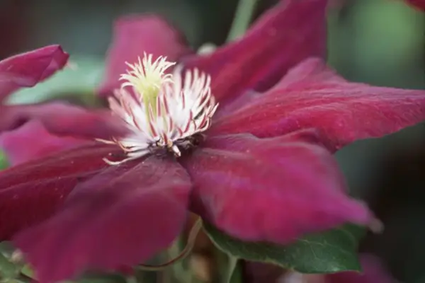 קלמטיס 'ג'ולקה'