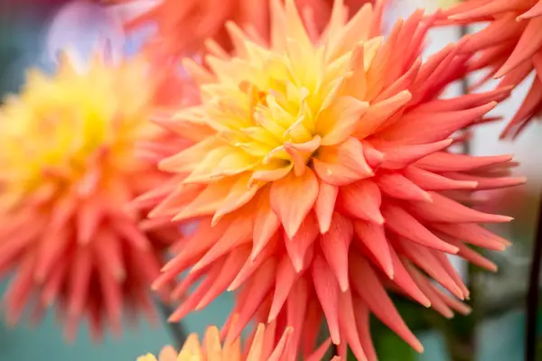 Dahlia 'Ryecroft Zoe'