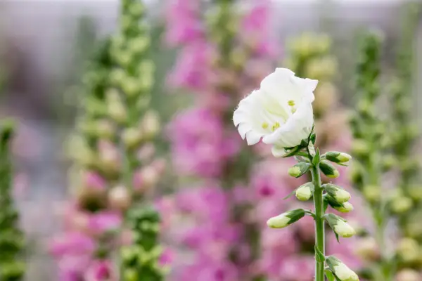 Digitalis purpurea f. Albiflora