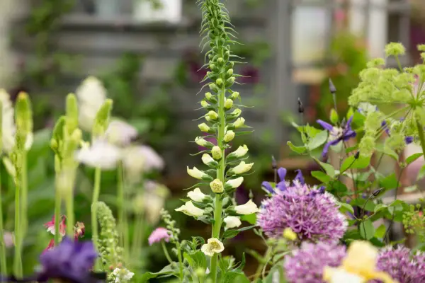 Digitalis purpurea 'Snowy Mountain'