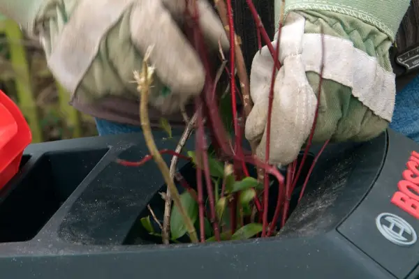 shredding-woody-stems-2
