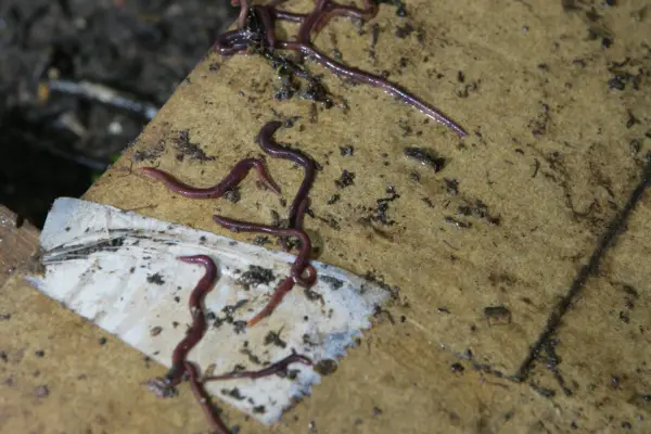 insulating-compost-2