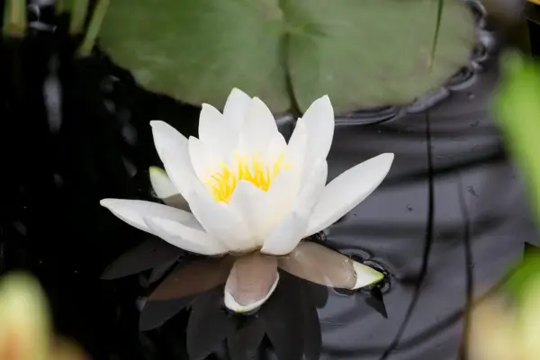 A large white Nymphaea 