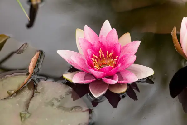 A pink bloom of waterlily Nymphaea 
