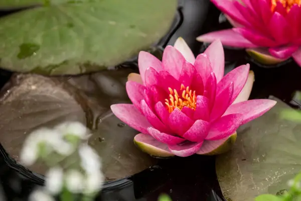 White-streaked, deep-pink flowers of waterlily Nymphaea 