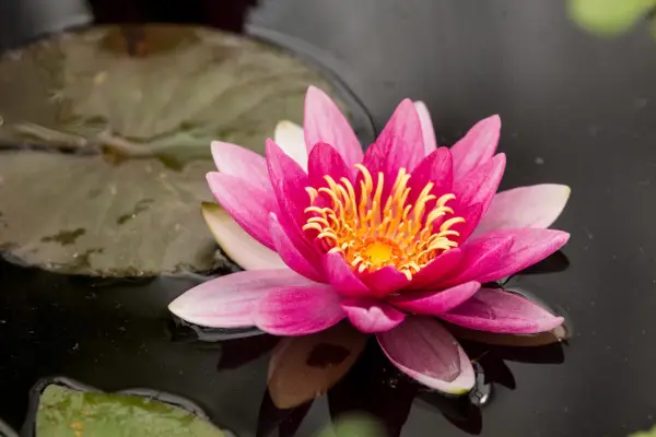 A pink Nymphaea 