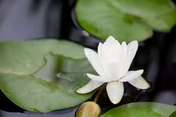 An opening bloom of waterlily Nymphaea 