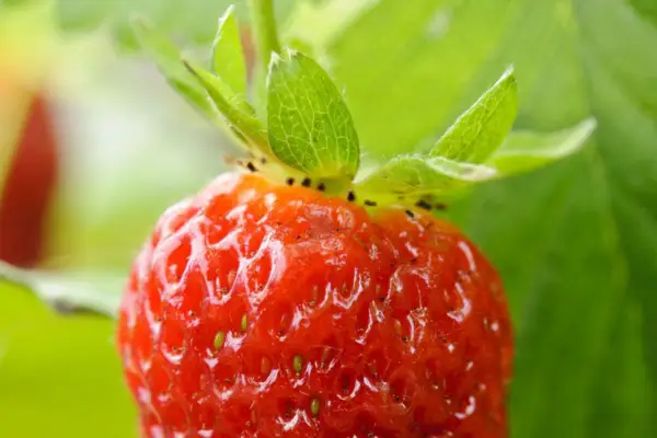 Fragaria x ananas 'Monterey'