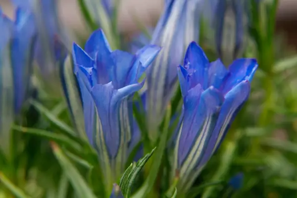 Gentiana Sino-oarnata