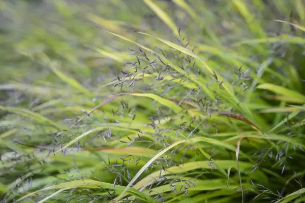 Hakonechloa macra