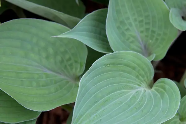 הוסטה 'אובך סגול'