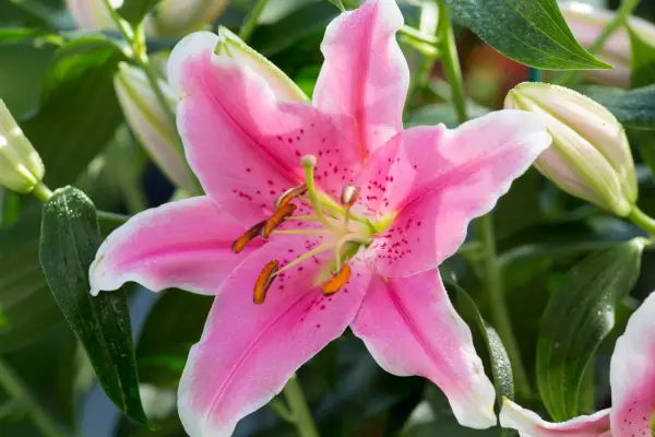 Lily 'Sorbonne'