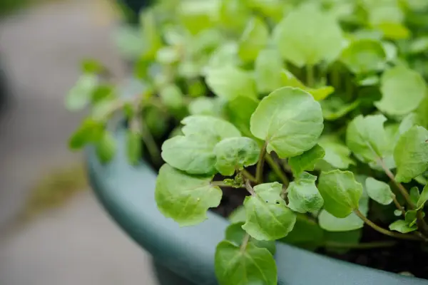 Nasturtium officinalis