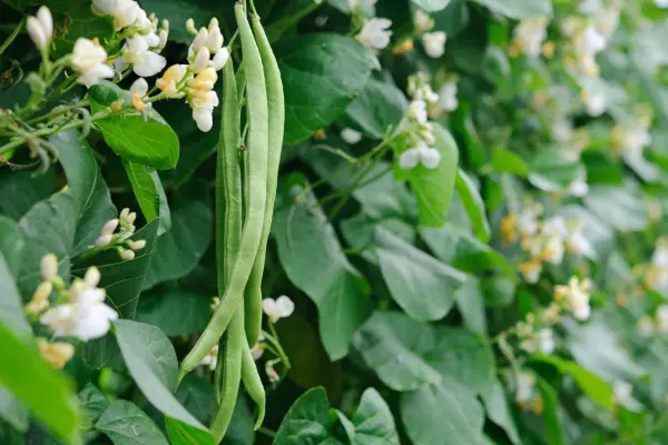 runner-bean-moonlight-2
