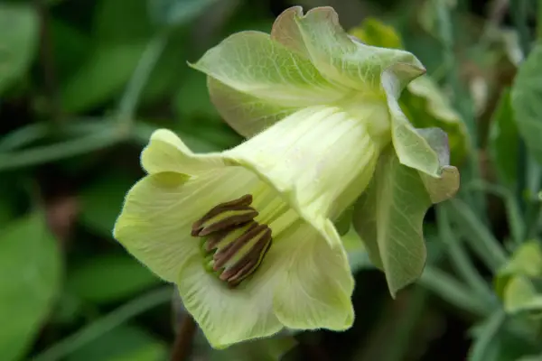 cobaea-scandens-6