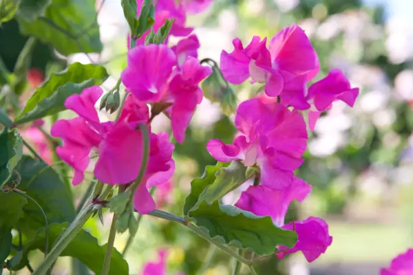 sweet-pea-starlight-2