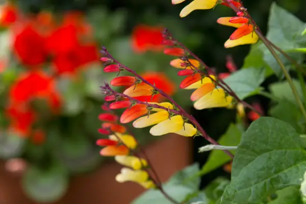 ipomoea-lobata-3