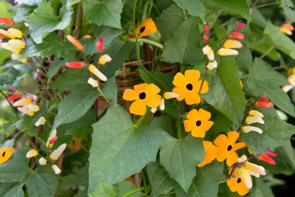 thunbergia-alata-9