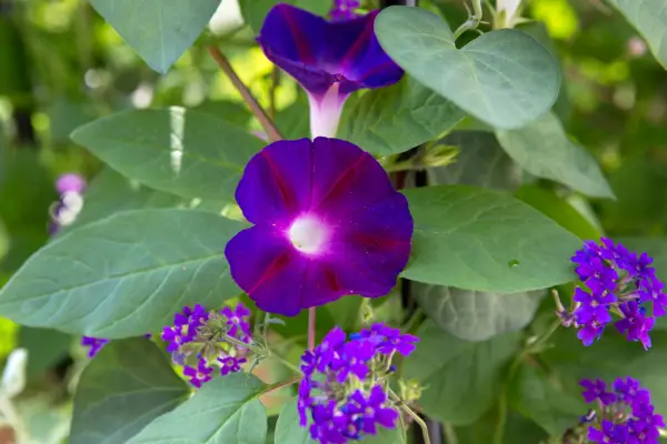 ipomoea-purpurea-star-of-yalta-2