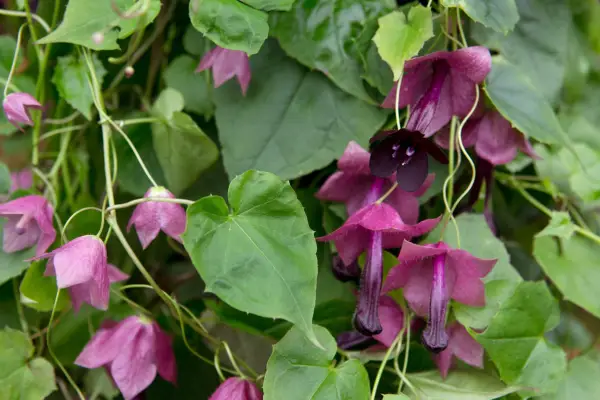 rhodochiton-atrosanguineum-2