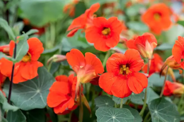 nasturtium-3