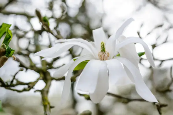 Magnolia stellata