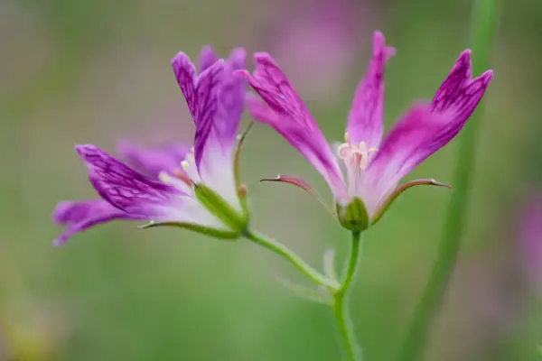 Hardy geranium