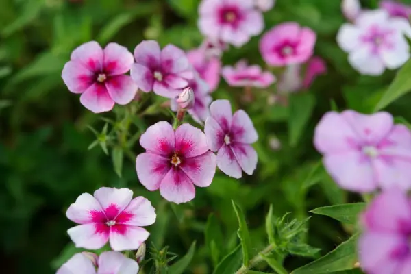 Phlox drummondii