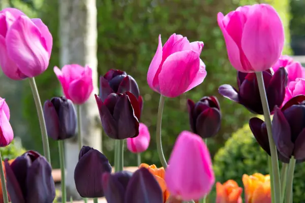 Flowering tulips
