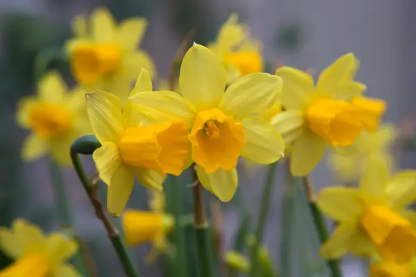Narcissus Tete a Tete