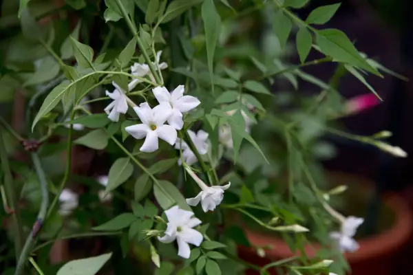 Jasminum officinale