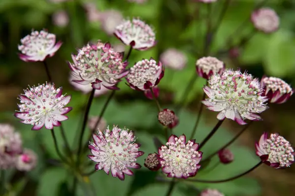 Astrantia