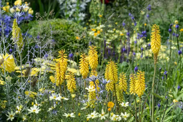 Kniphofias