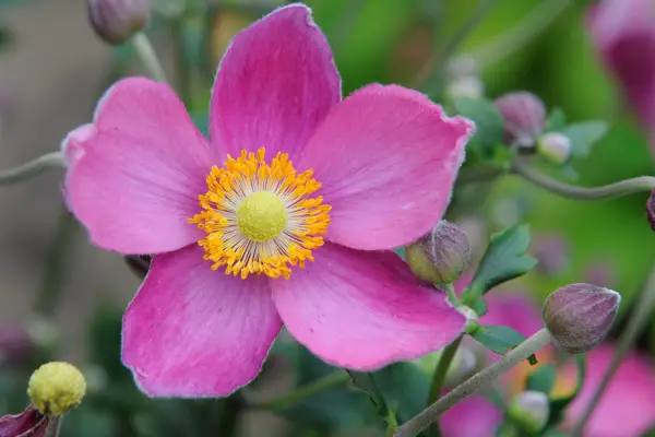 Japanese anemone