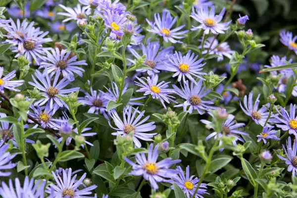 Autumn asters