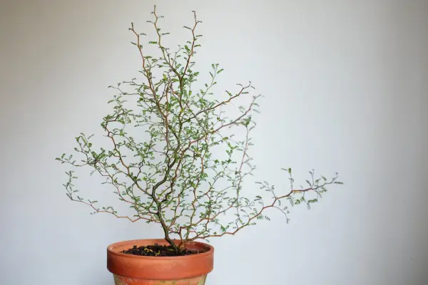 Sophora Prostrata 'Lille baby'