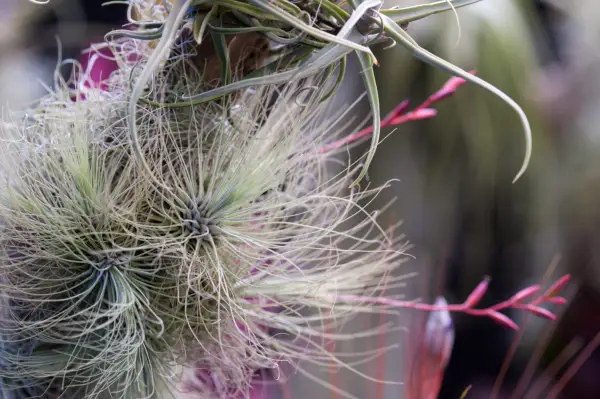 Tillandsia um azul