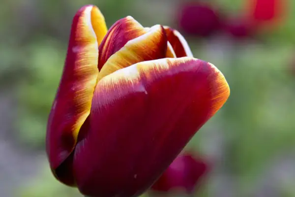 툴리 파 '아부 하산'