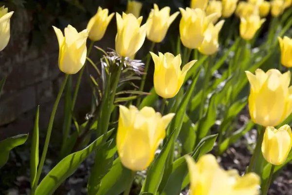 툴리 파 '달빛 소녀'