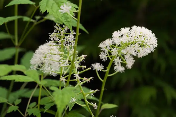 Actaea Pachypoda