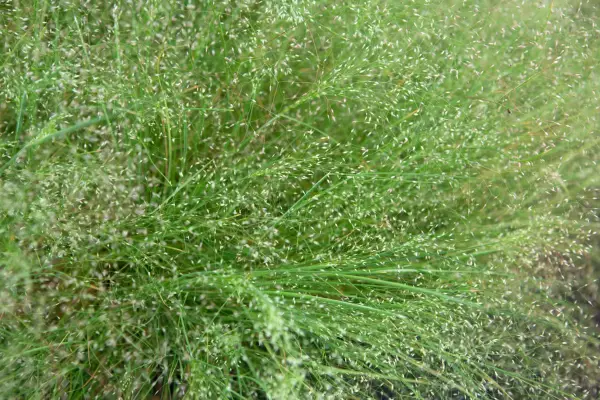 Nebula Agrostis