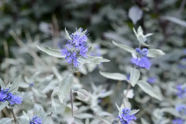 Caryopteris x clandonensis „srebro”