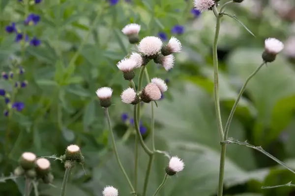 Cirsium rivulare 'קסם חלבית'