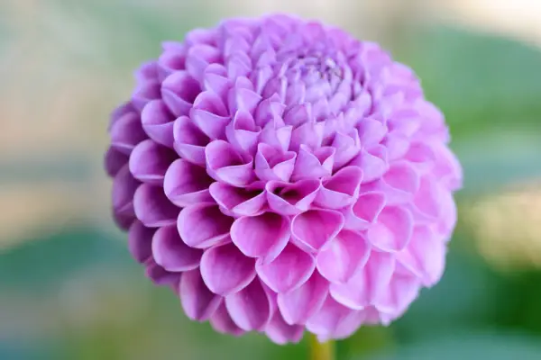 Dahlia 'Franz Kafka'