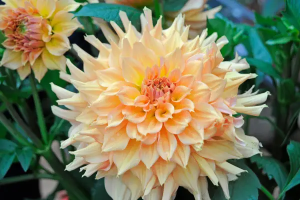 dahlia 'xxl aztec'