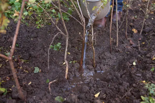 Planting a bare-root hedge