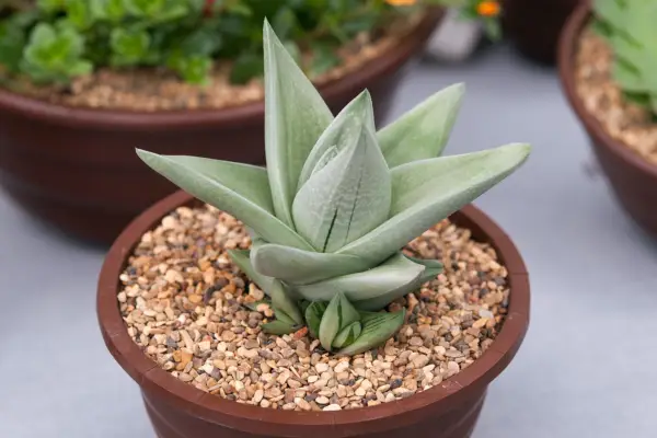 Gasteraloe „Zielony lód”