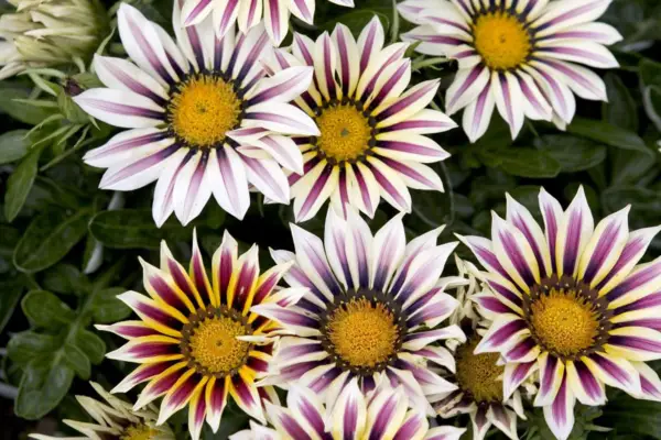 Gazania 