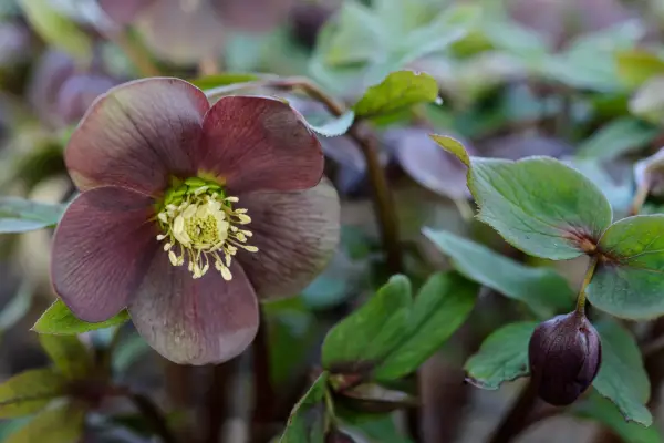 Helleborus orientalis 'Smokey Blue'